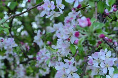 Güzel bahar arka plan ile çiçeklenme elma ağacı.