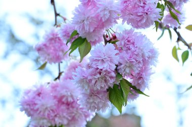 Bahçedeki güzel pembe sakura çiçekleri