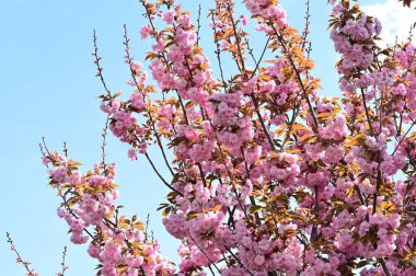 Bahçedeki güzel pembe sakura çiçekleri