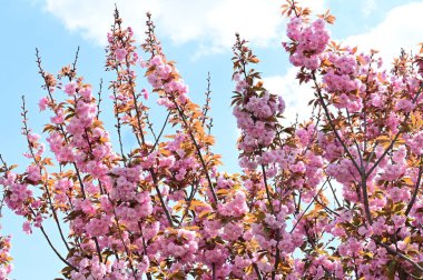 Bahçedeki güzel pembe sakura çiçekleri