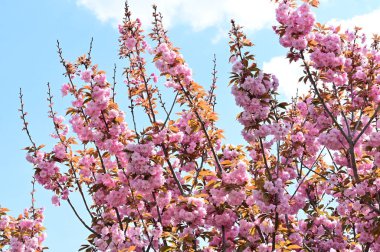 Bahçedeki güzel pembe sakura çiçekleri