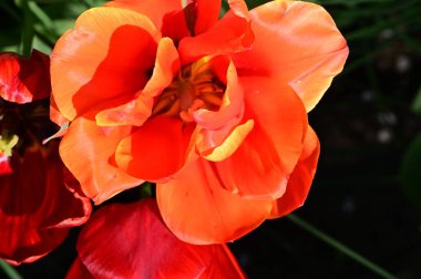 Bahçedeki güzel kırmızı çiçekler