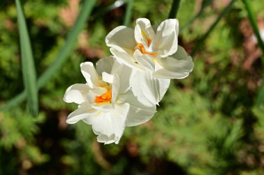Bahar bahçesindeki beyaz çiçeklere yakın.