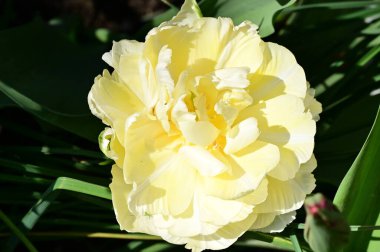 Bahçedeki güzel lale