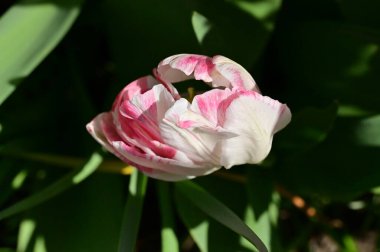 Bahçedeki güzel lale