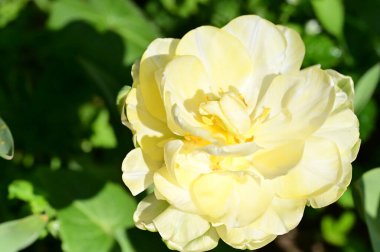 Bahar bahçesindeki beyaz çiçeklere yakın.