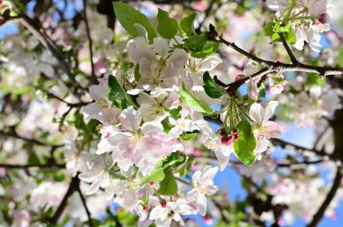 Güzel bahar arka plan ile çiçeklenme elma ağacı.