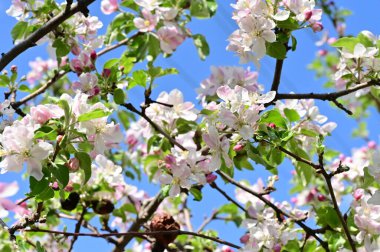 Güzel bahar arka plan ile çiçeklenme elma ağacı.