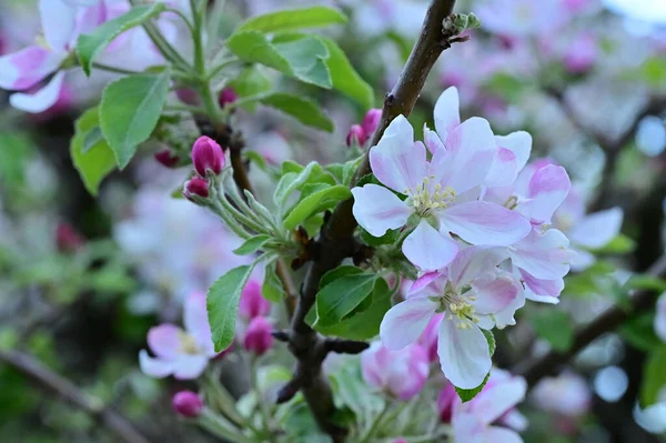 Hermoso Fondo Primavera Con Manzano Flor —  Fotos de Stock