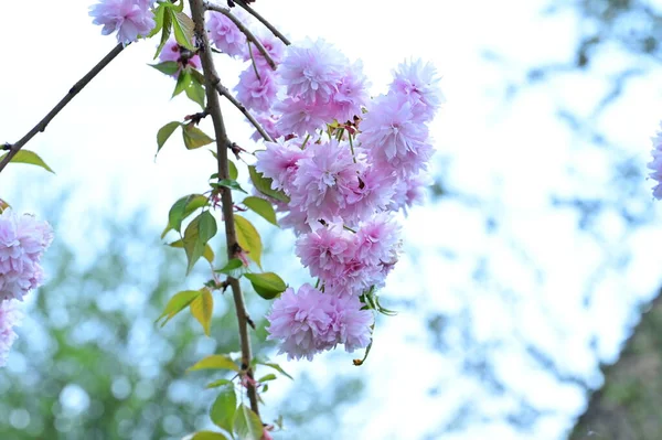 Bellissimi Fiori Sakura Rosa Giardino — Foto Stock