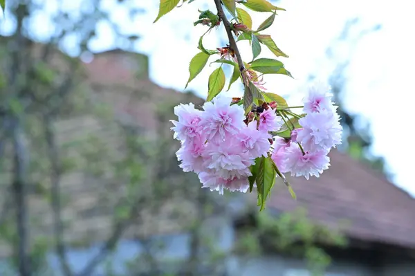 Bahçedeki Güzel Pembe Sakura Çiçekleri — Stok fotoğraf