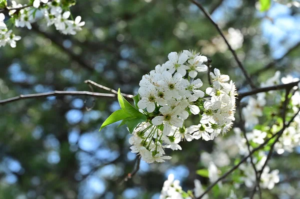 Flores Brancas Macieira Tempo Primavera — Fotografia de Stock