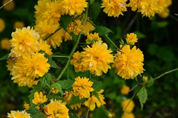 Žluté Květy Zahradě Zblízka Květinové Pozadí — Stock fotografie
