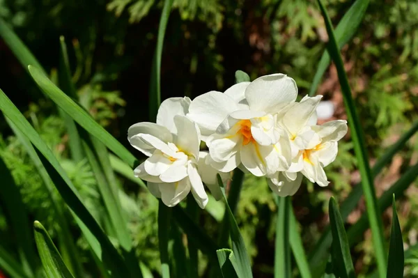 Fiori Narciso Bianco Giardino — Foto Stock