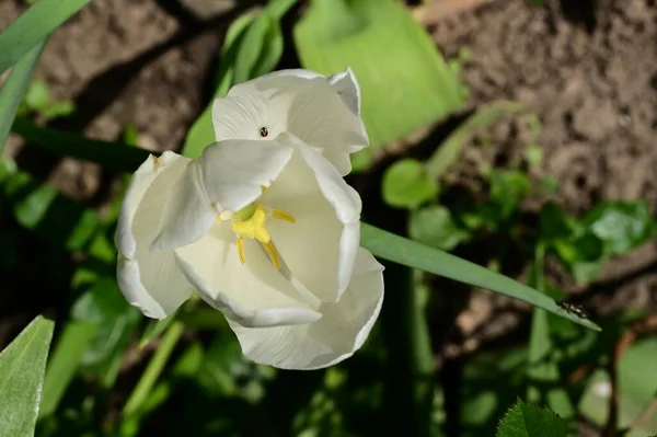 春天花园的白花密闭 — 图库照片