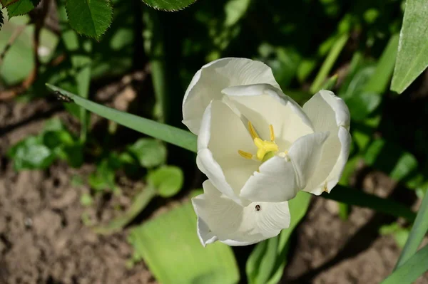春天花园的白花密闭 — 图库照片