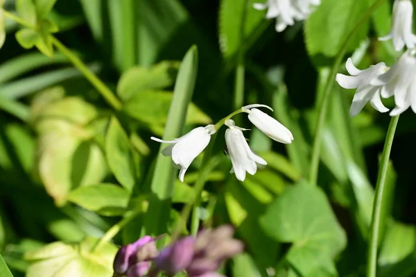 Κοντινό Πλάνο Λευκών Λουλουδιών Στον Ανοιξιάτικο Κήπο — Φωτογραφία Αρχείου