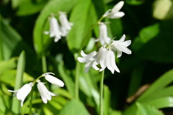 Λευκά Λουλούδια Που Μεγαλώνουν Στον Κήπο — Φωτογραφία Αρχείου