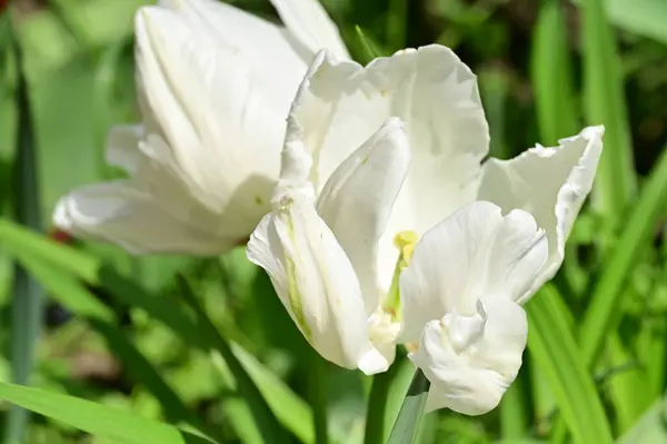 Primer Plano Flores Blancas Jardín Primavera —  Fotos de Stock