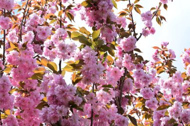 Bahçedeki güzel pembe sakura çiçekleri