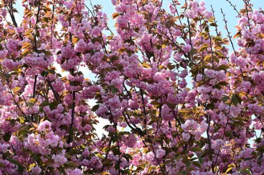 Mavi arka planda güzel pembe çiçekler