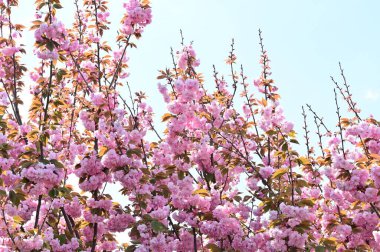 Mavi arka planda güzel pembe çiçekler