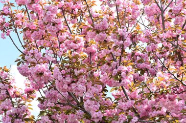 Mavi arka planda güzel pembe çiçekler