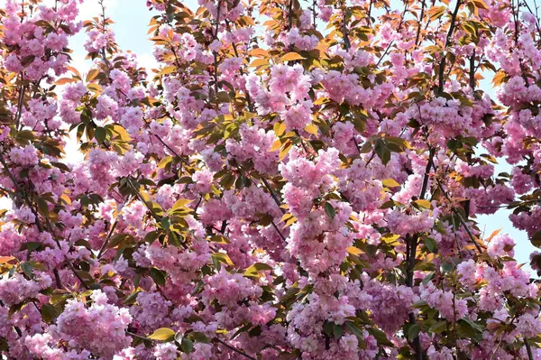 Stock image beautiful pink sakura flowers in the garden