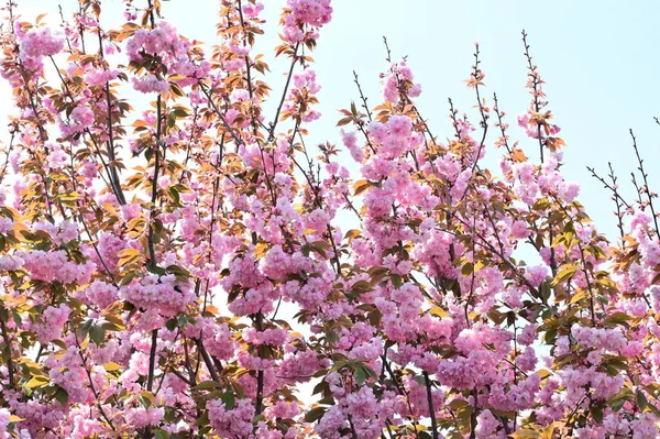 stock image beautiful pink flowers on blue sky background