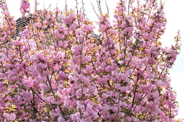 Gyönyörű Rózsaszín Sakura Virágok Kertben — Stock Fotó
