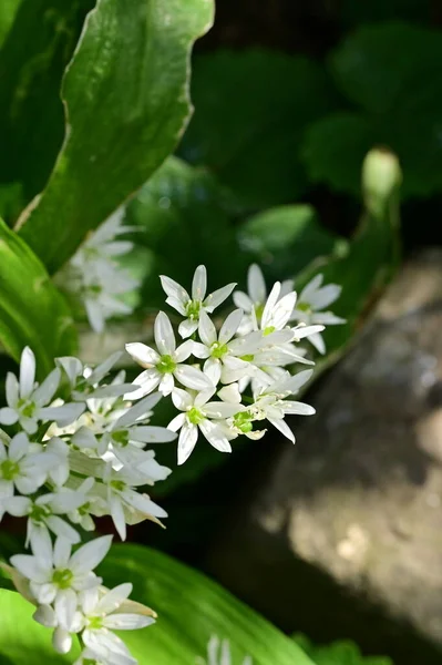 Fehér Virágok Nőnek Kertben — Stock Fotó