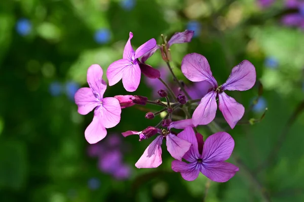Belles Fleurs Violettes Poussant Dans Jardin — Photo