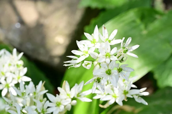 Weiße Blumen Wachsen Garten — Stockfoto