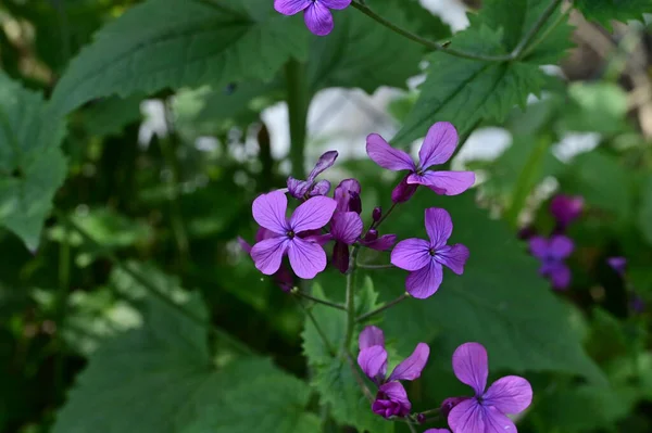 庭で育つ美しい紫の花 — ストック写真