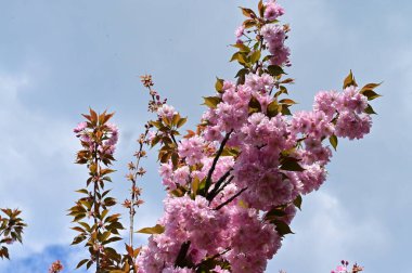 Bahçedeki güzel pembe sakura çiçekleri