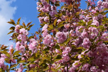 Bahçedeki güzel pembe sakura çiçekleri