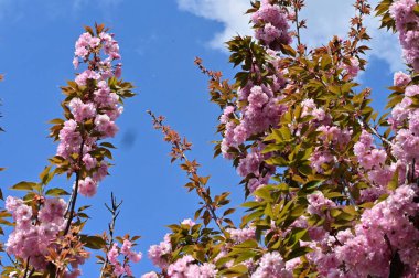 Bahçedeki güzel pembe sakura çiçekleri