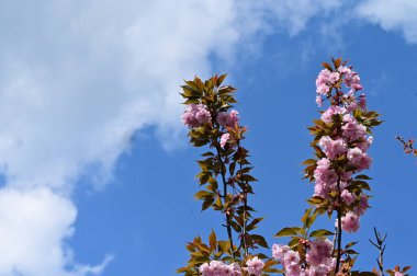 Bahçedeki güzel pembe sakura çiçekleri