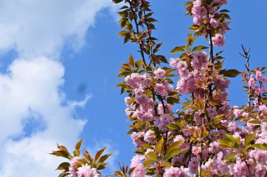 Bahçedeki güzel pembe sakura çiçekleri