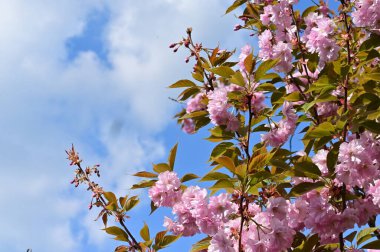 Bahçedeki güzel pembe sakura çiçekleri