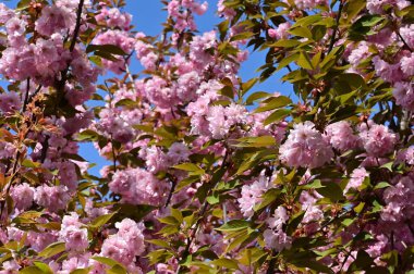 Bahçedeki güzel pembe sakura çiçekleri