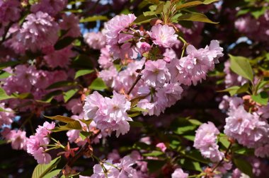 Bahçedeki güzel pembe sakura çiçekleri