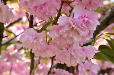 Bahçedeki güzel pembe sakura çiçekleri