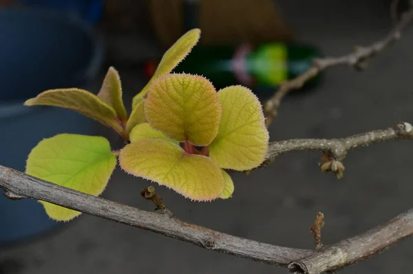 Nahaufnahme Von Grünen Blättern Auf Einem Baum — Stockfoto