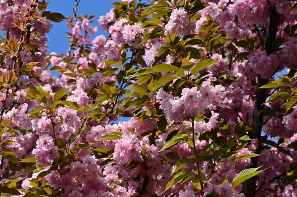 stock image beautiful pink sakura flowers in the garden