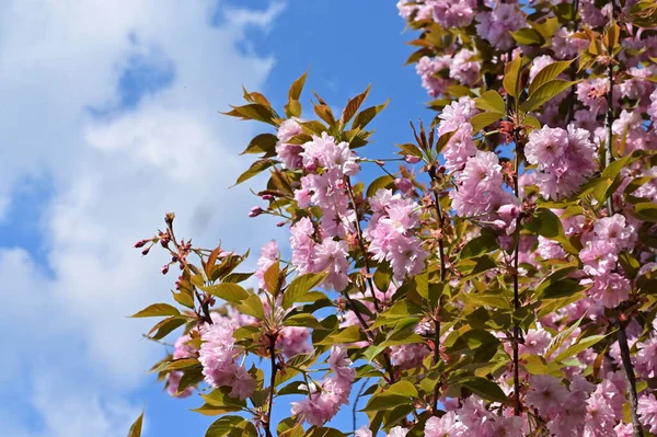 Bahçedeki güzel pembe sakura çiçekleri