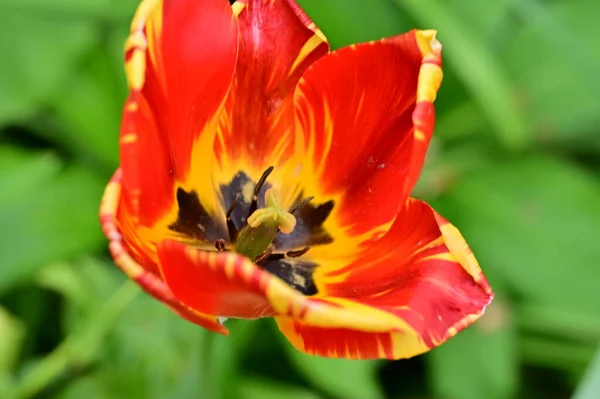 Güzel Kırmızı Lale Çiçekleri Kapat Manzarayı — Stok fotoğraf