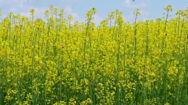 Sarı çiçekli tecavüz tarlası manzarası