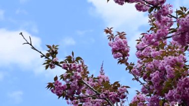 Güzel pembe sakura çiçekleri bahçede çiçek açıyor.