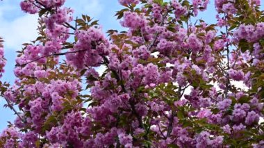 güzel pembe çiçekler Çiçek bahçesinde